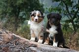 BERGER AUSTRALIEN PUPPIES 857